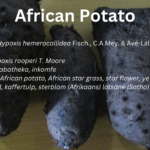 African Potato