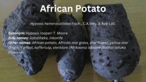 Read more about the article African potato