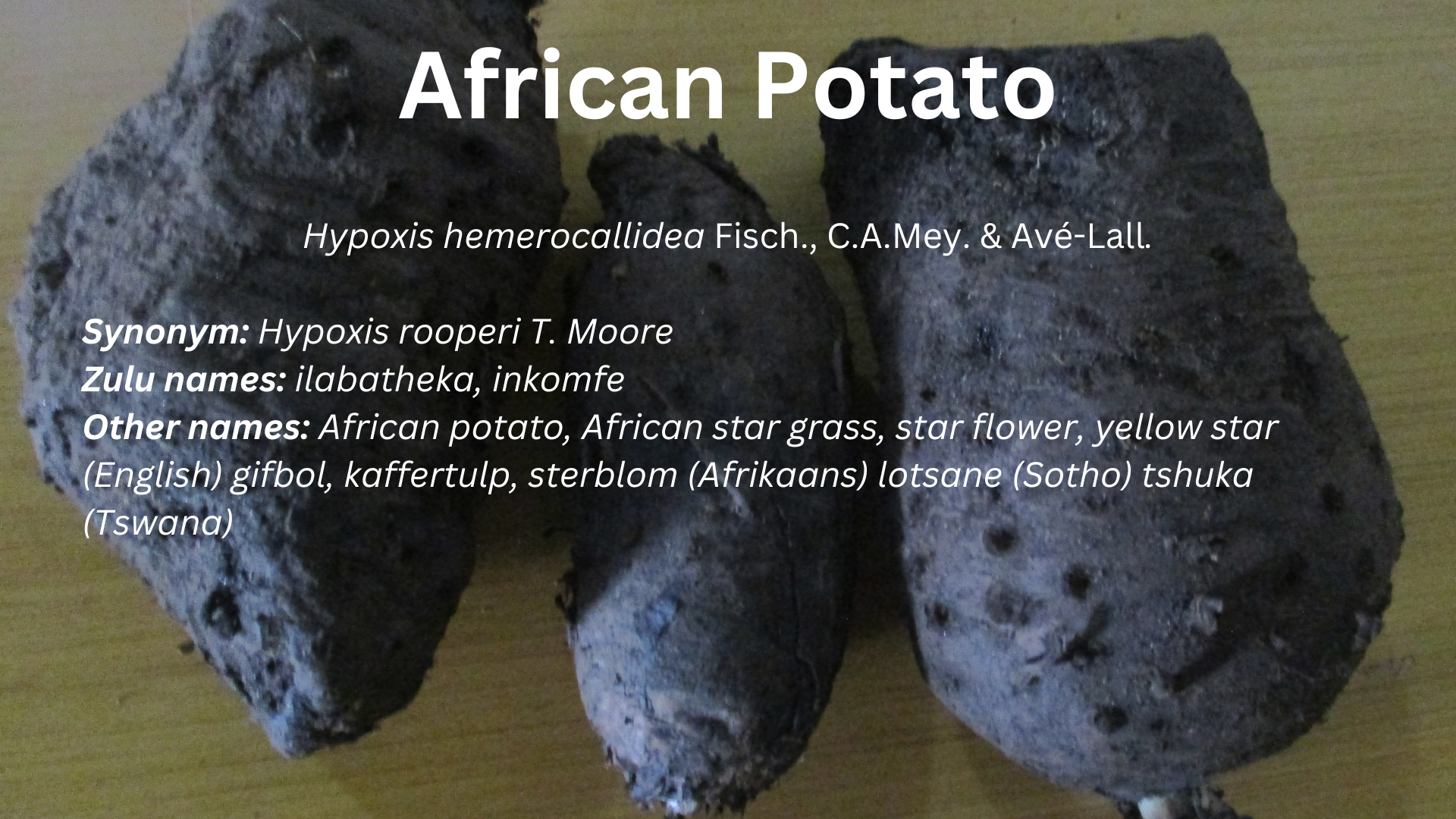 You are currently viewing African potato