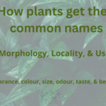 How plants get their common names