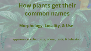 Read more about the article How plants get their common names 