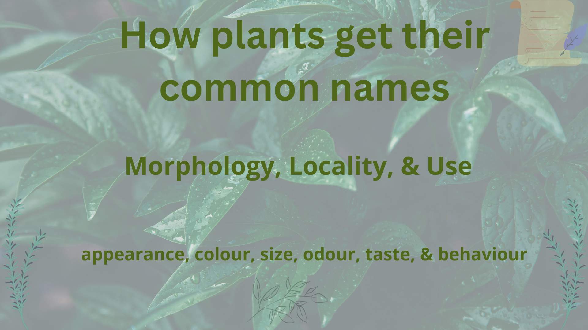 How plants get their common names