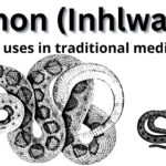 Read more about the article Python (Inhlwathi) and its uses in traditional medicine