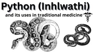 Read more about the article Python (Inhlwathi) and its uses in traditional medicine