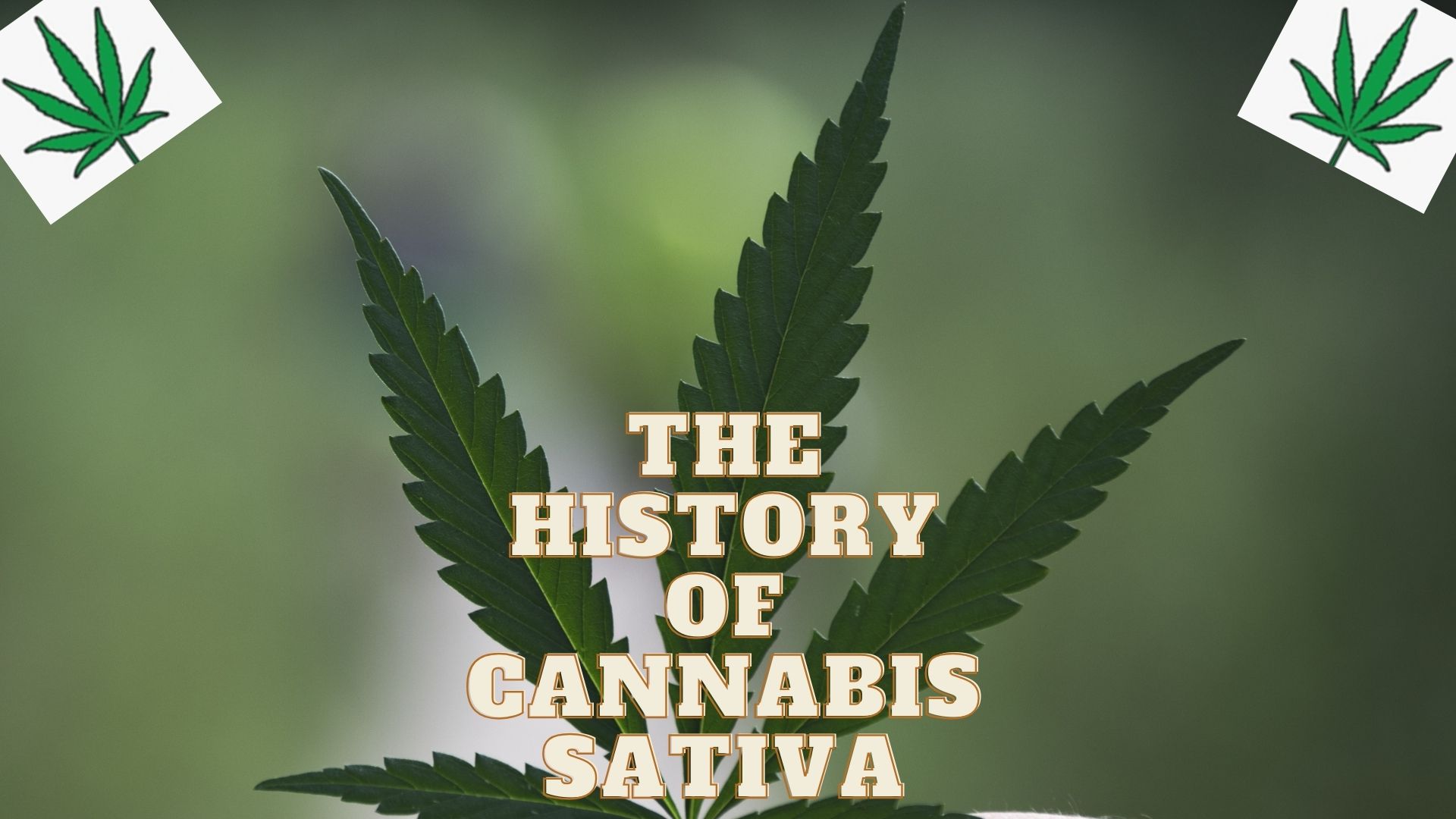 The HISTORY OF Cannabis sativa