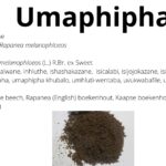 Read more about the article Umaphipha