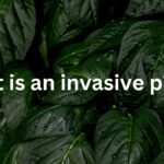 What is an invasive plant