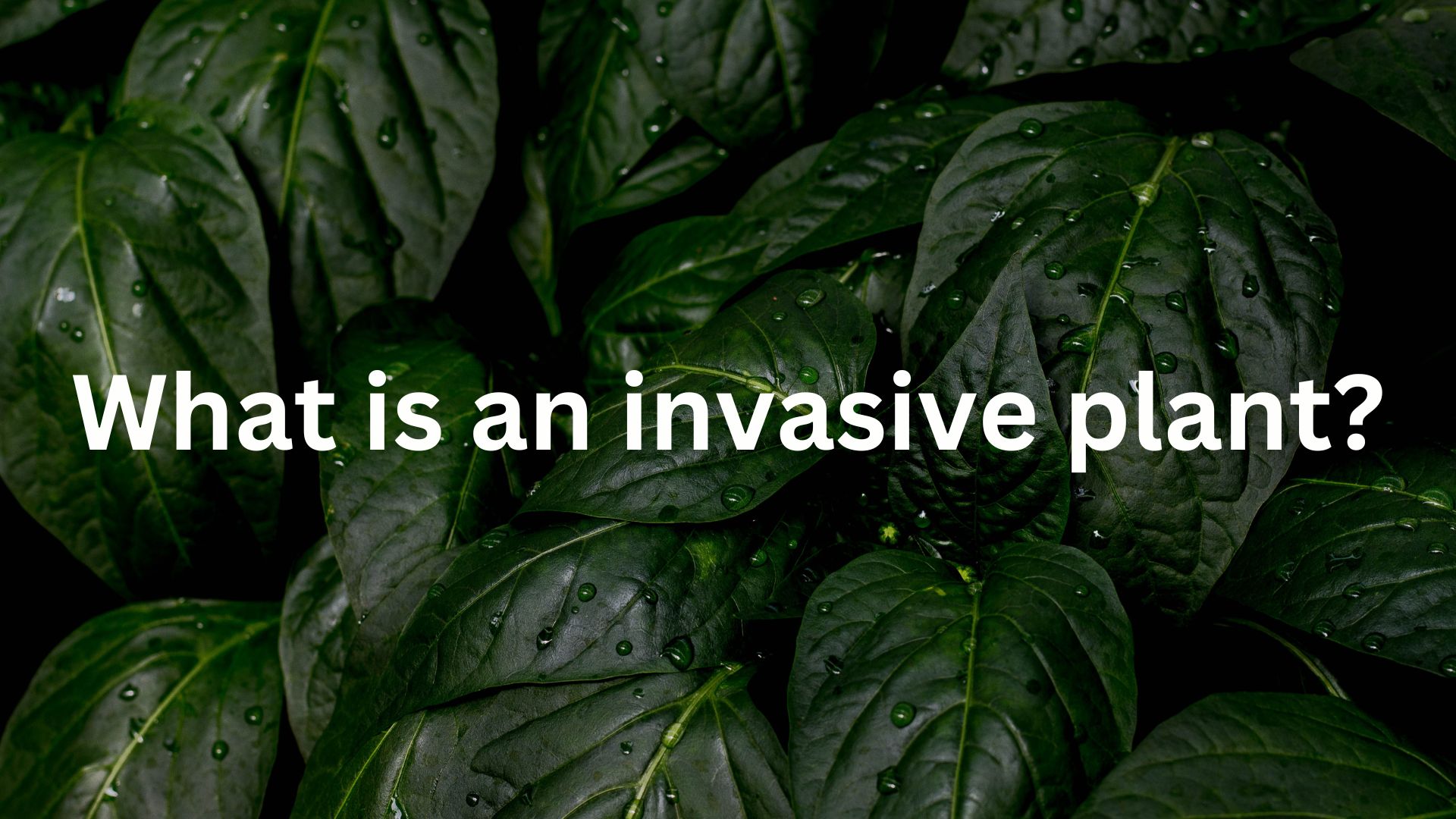 What is an invasive plant