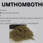 Read more about the article Umthombothi