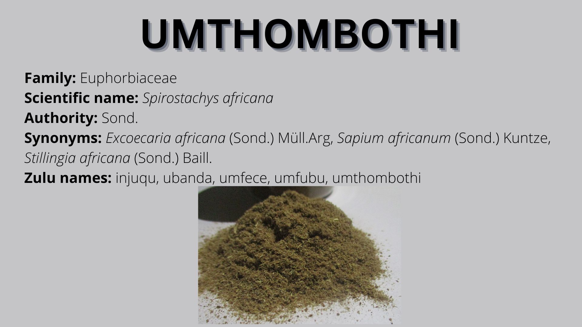 umthombothi