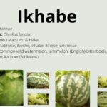 Read more about the article Ikhabe