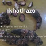 Read more about the article Ikhathazo