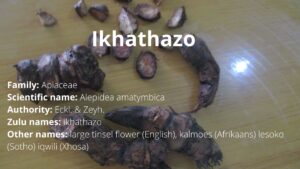 Read more about the article Ikhathazo