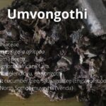 Read more about the article Umvongothi
