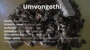 Read more about the article Umvongothi