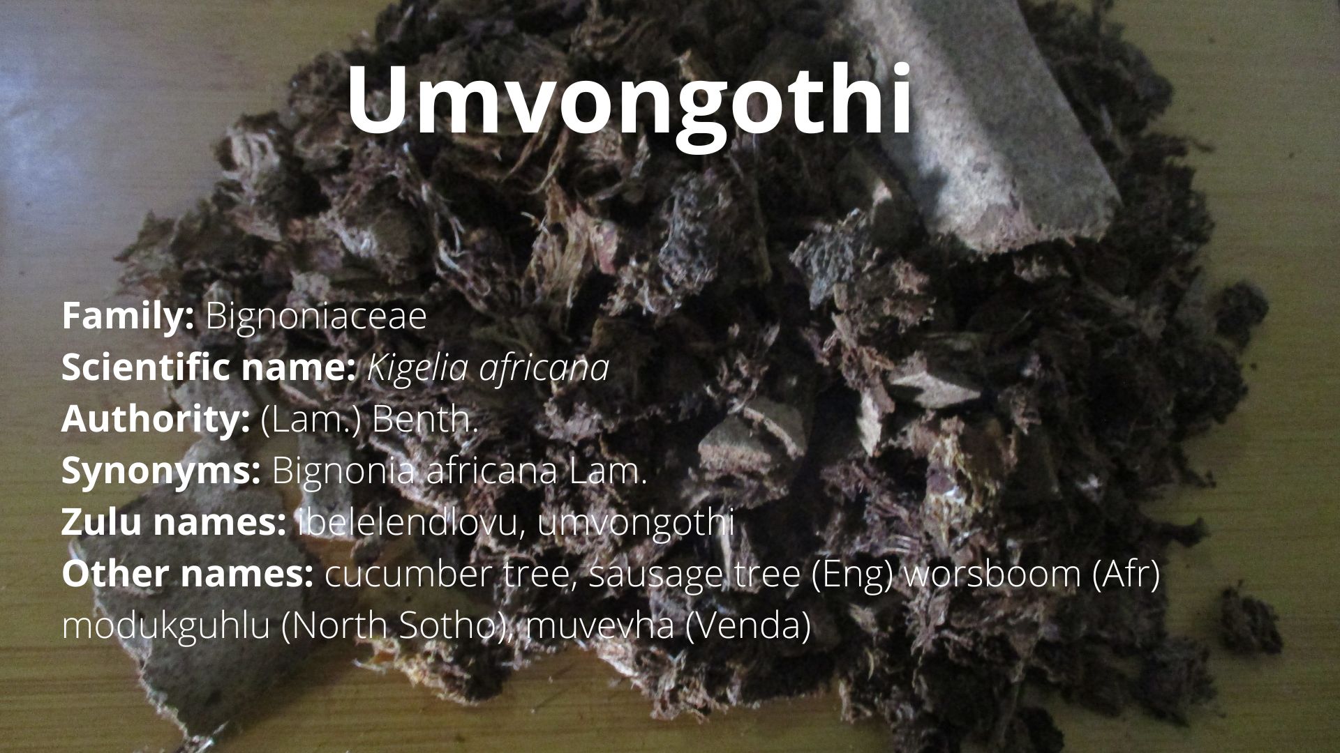 You are currently viewing Umvongothi