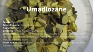 Read more about the article Umadlozane