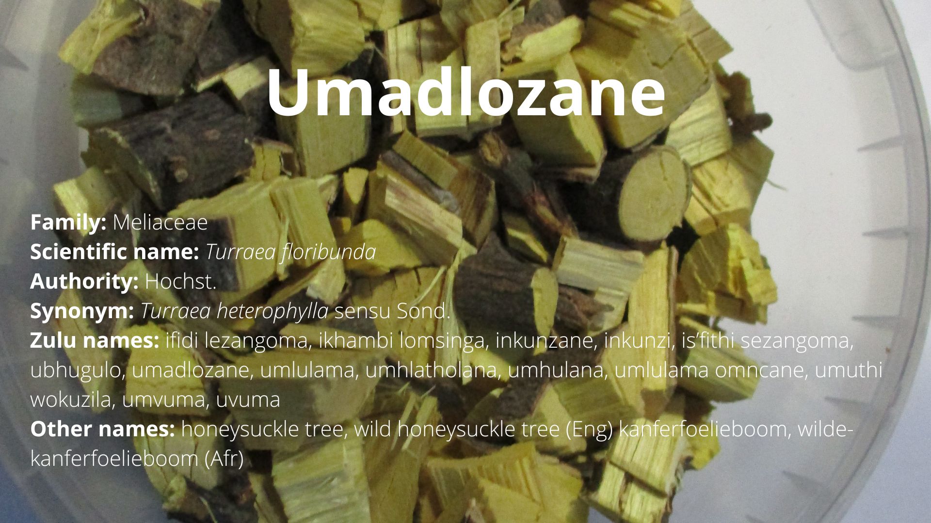 You are currently viewing Umadlozane