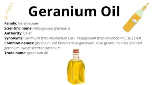 Read more about the article Geranium Oil