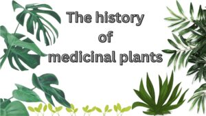 Read more about the article The history of medicinal plants