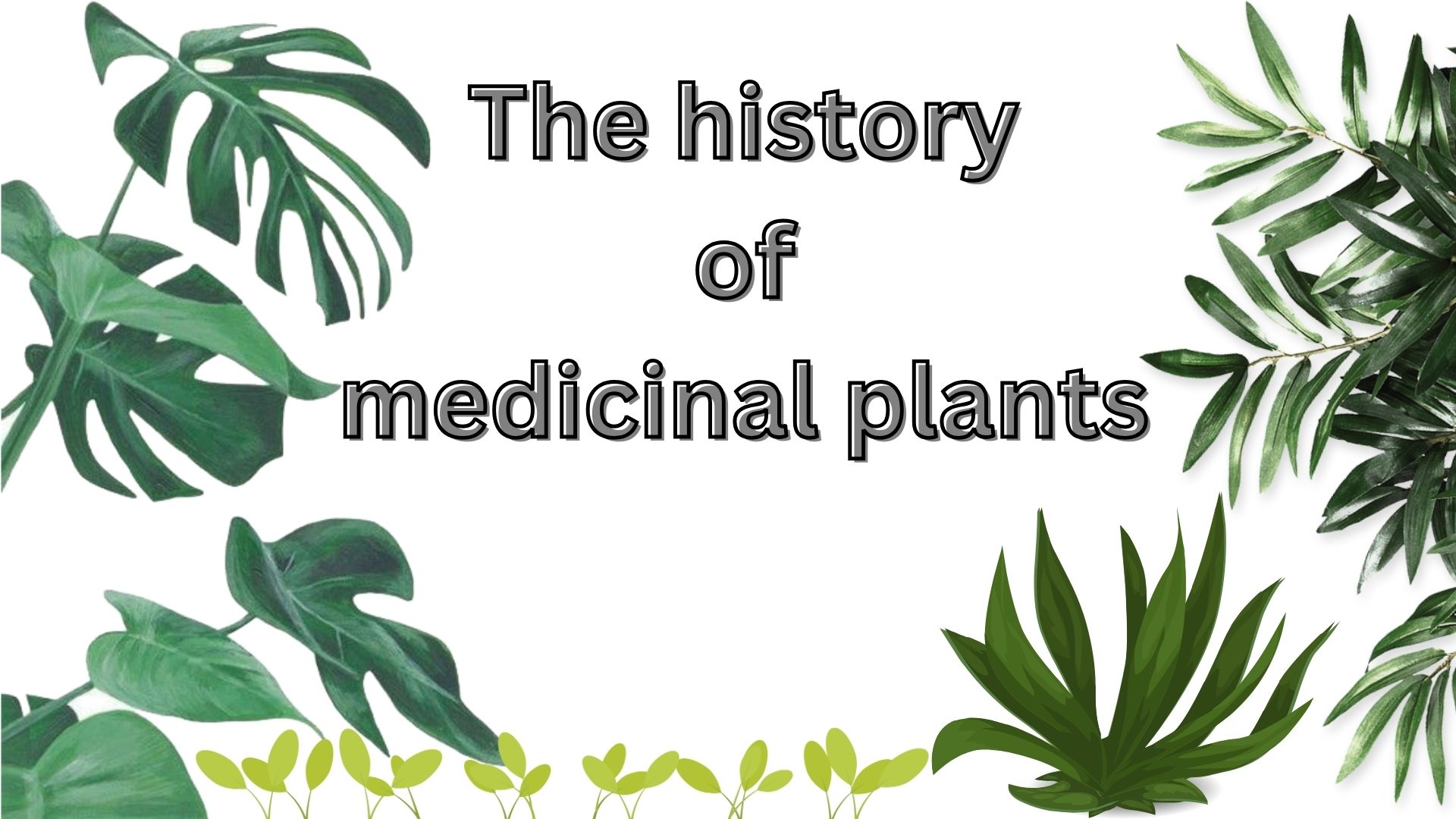 The history of medicinal plants