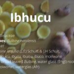 Read more about the article Ibhucu