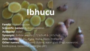 Read more about the article Ibhucu