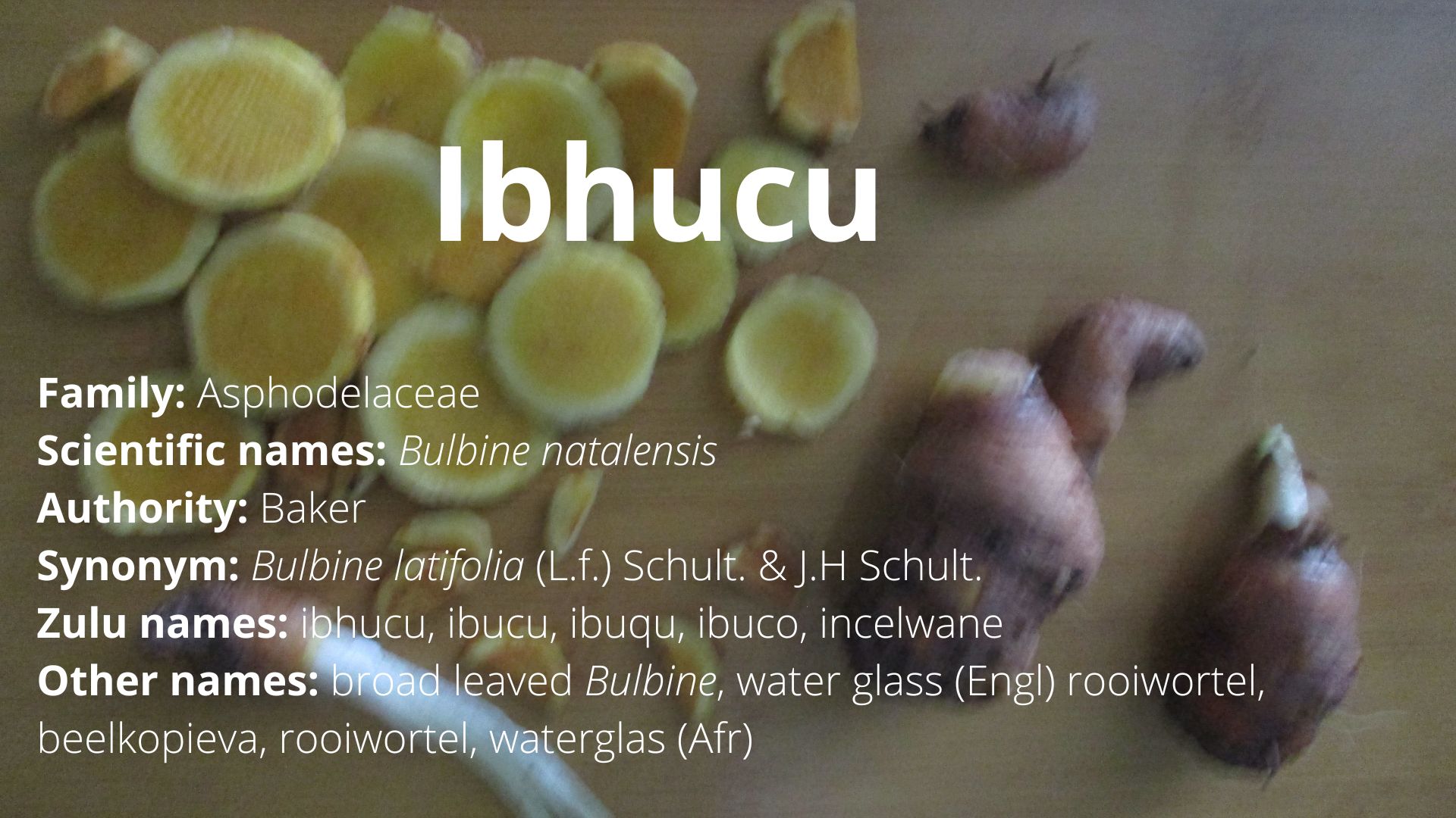 You are currently viewing Ibhucu