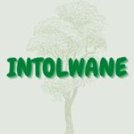 Read more about the article Intolwane