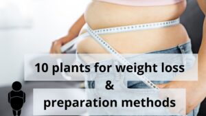 Read more about the article 10 plants for weight loss & preparation methods