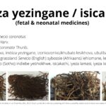 Read more about the article Isicakathi (fetal and neonatal medicines) 