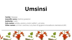 Read more about the article Umsinsi