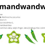 Read more about the article Amandwandwa