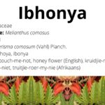 Read more about the article Ibhonya