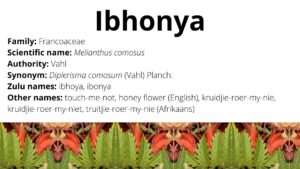 Read more about the article Ibhonya