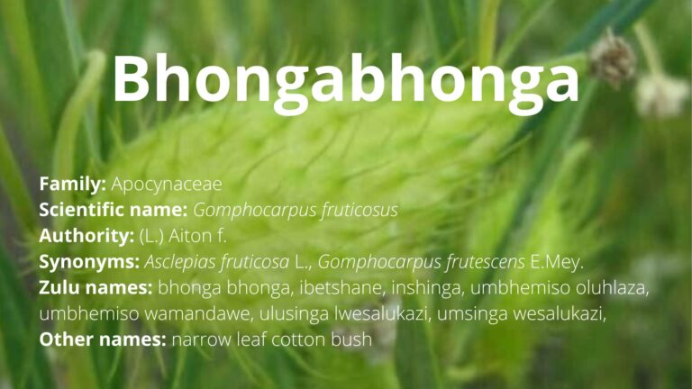 Bhongabhonga – IMITHI YESINTU