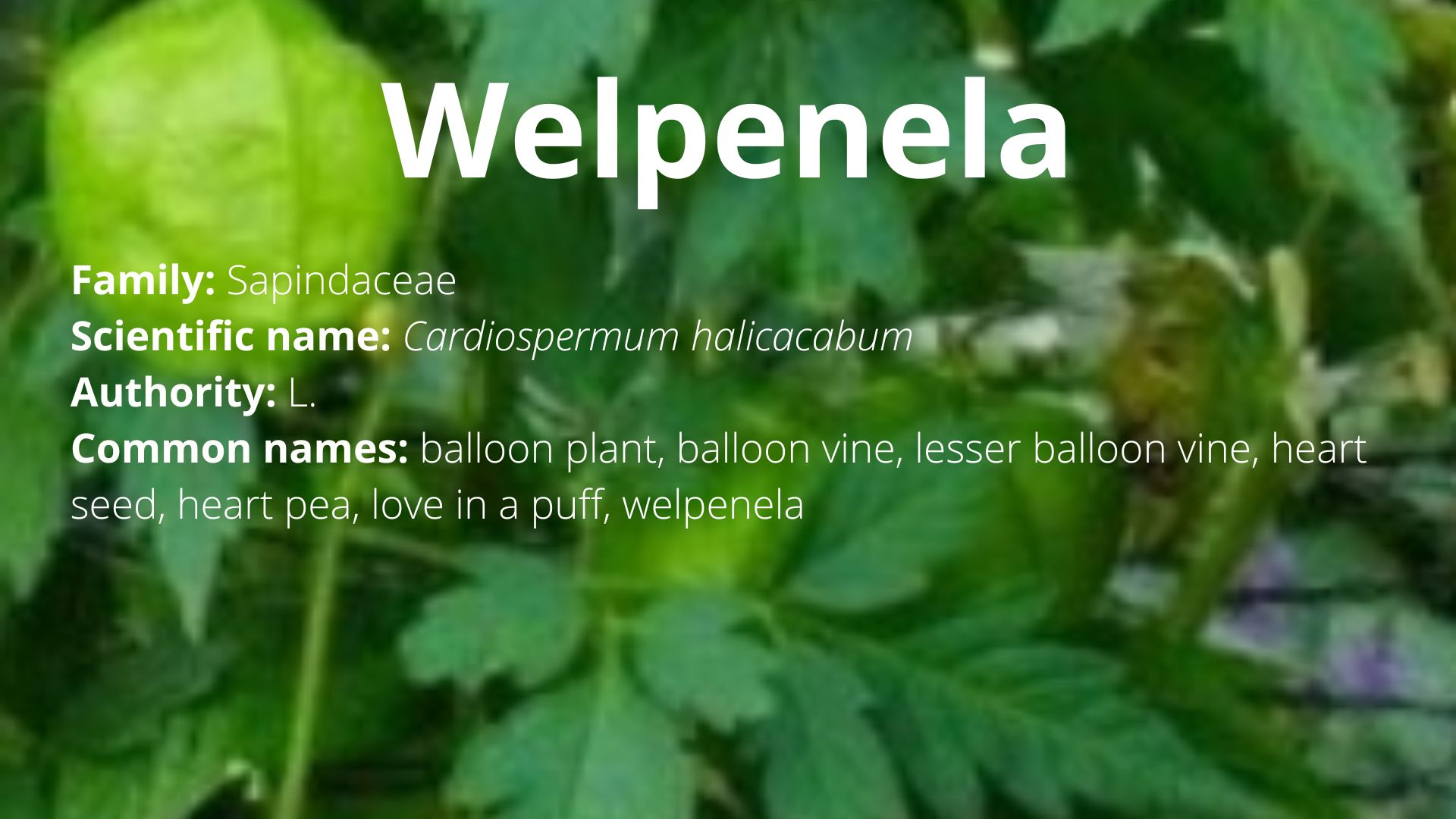 You are currently viewing Welpenela
