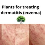 Plants for treating eczema
