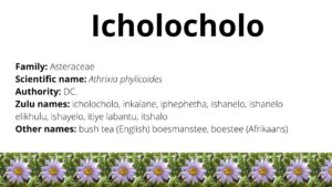 Read more about the article Icholocholo
