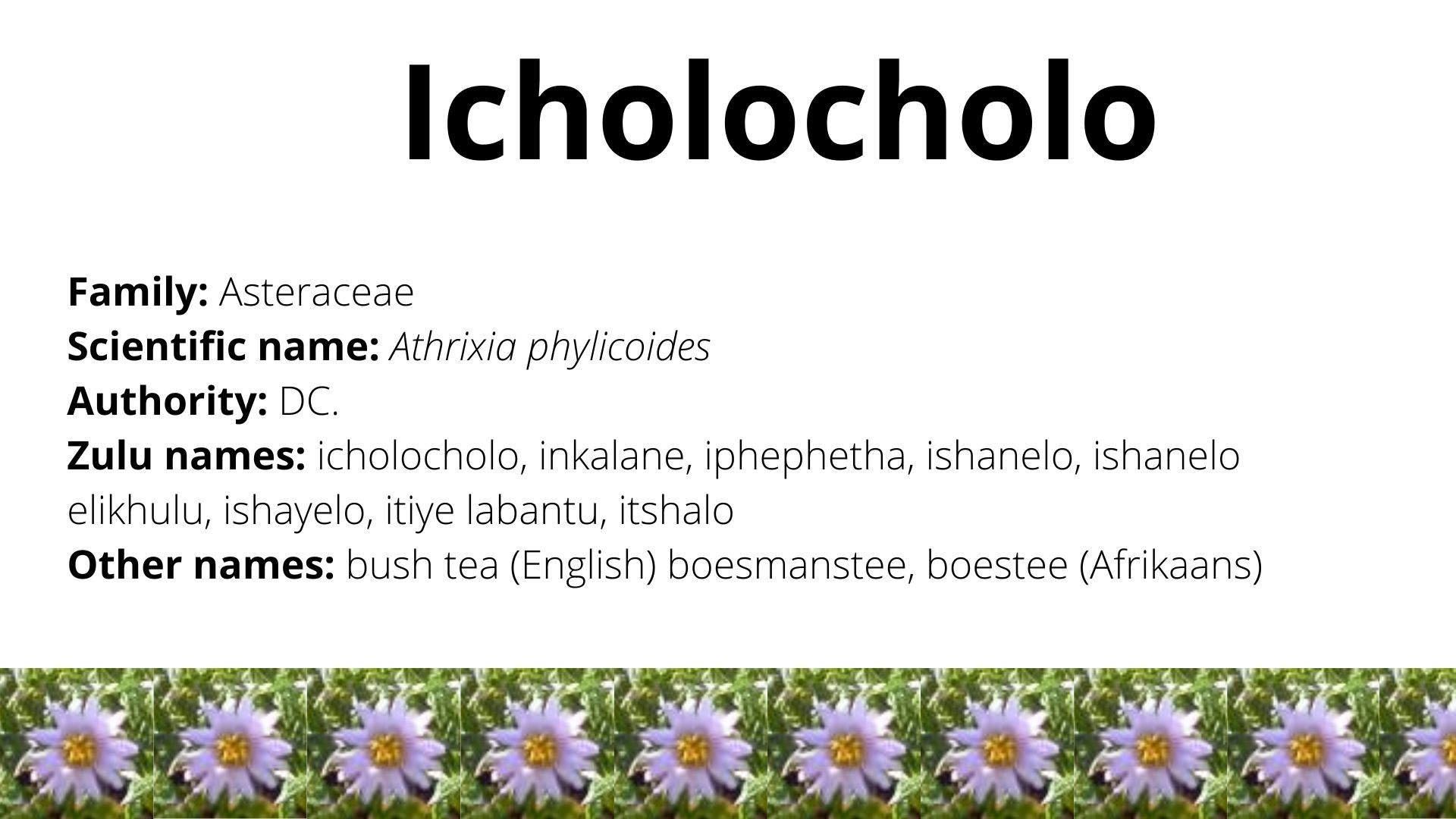 Icholocholo