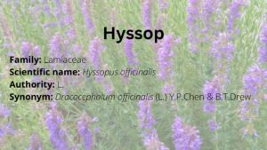 Read more about the article Hyssop