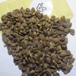 Kigelia africana (Umvongothi) seeds (10)