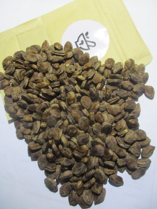 Umvongothi seeds