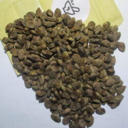 Kigelia africana (Umvongothi) seeds (10)