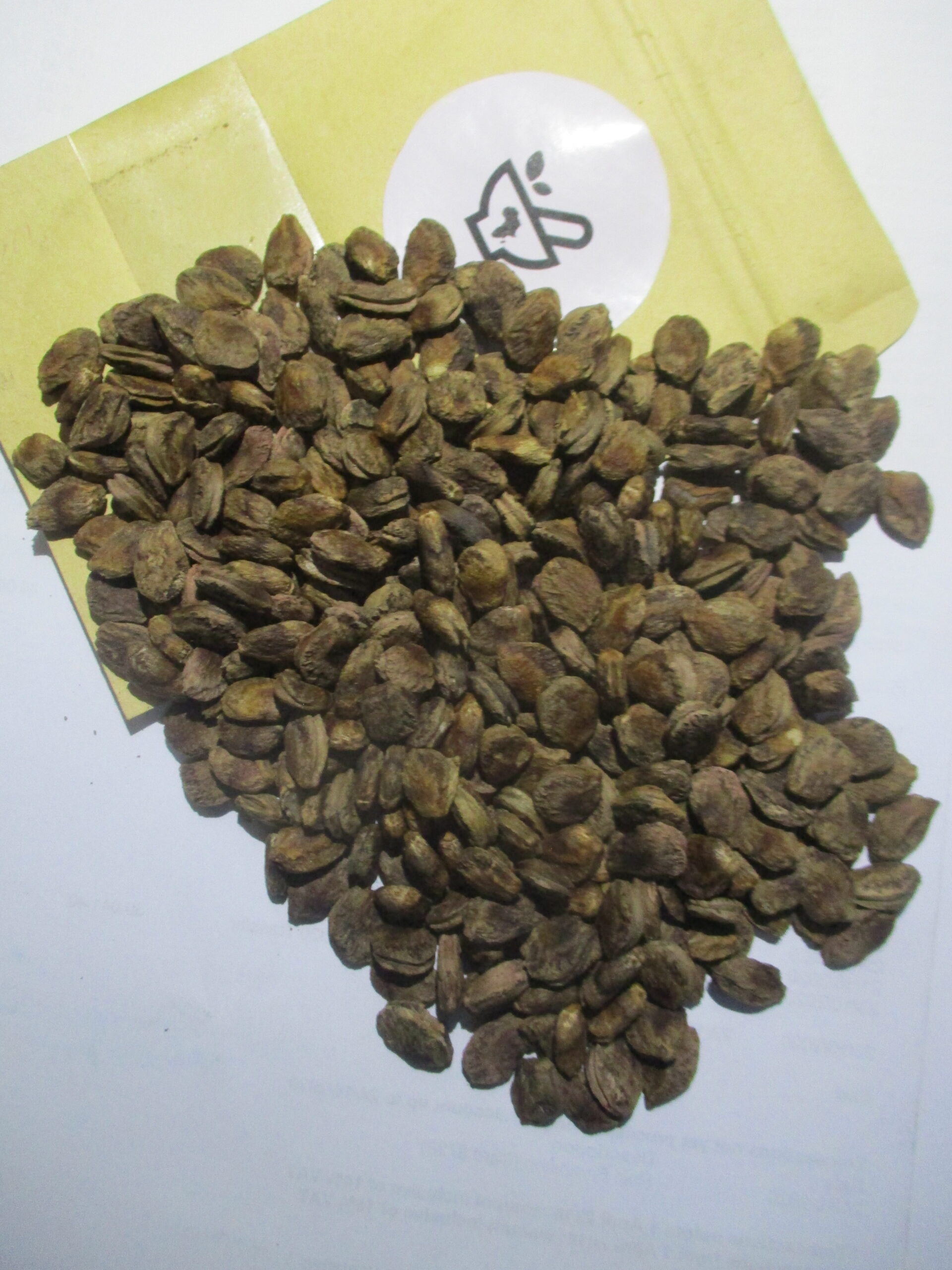 Umvongothi seeds