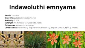 Read more about the article Indawoluthi emnyama