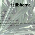 halibhoma