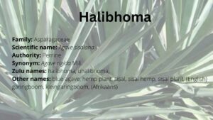Read more about the article Halibhoma