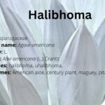 halibhoma