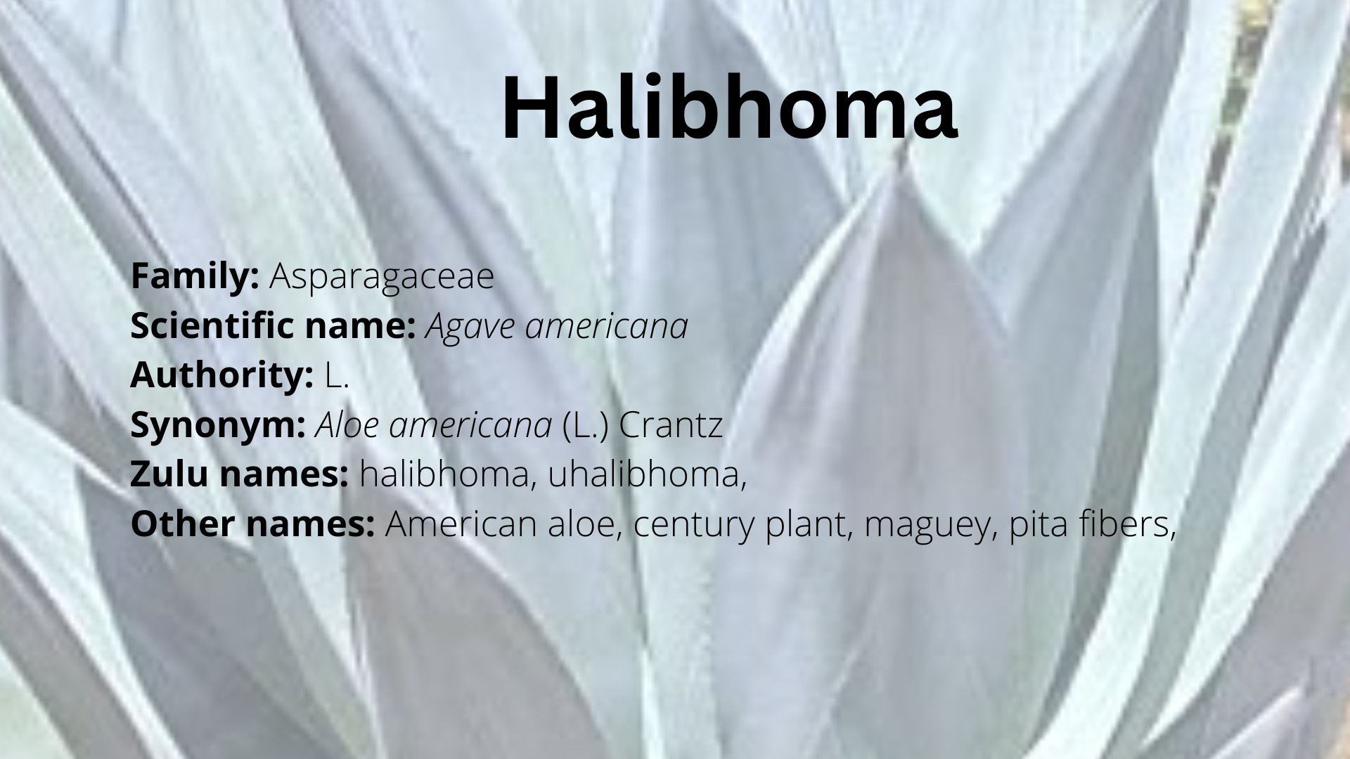 You are currently viewing Halibhoma